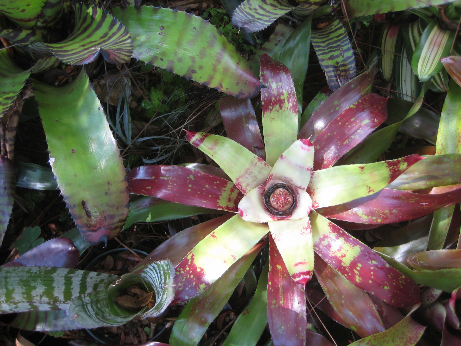 Neoregelia TROPICAL LOOKING PLANTS Other Than Palms PalmTalk